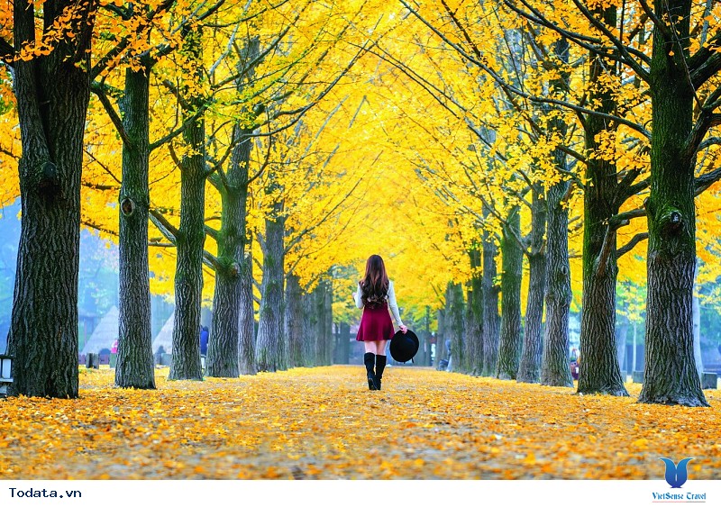 Khám Phá Đảo Nami Hữu Ích Nhất - Ảnh 1 Khám Phá Đảo Nami Hữu Ích Nhất - Ảnh 1