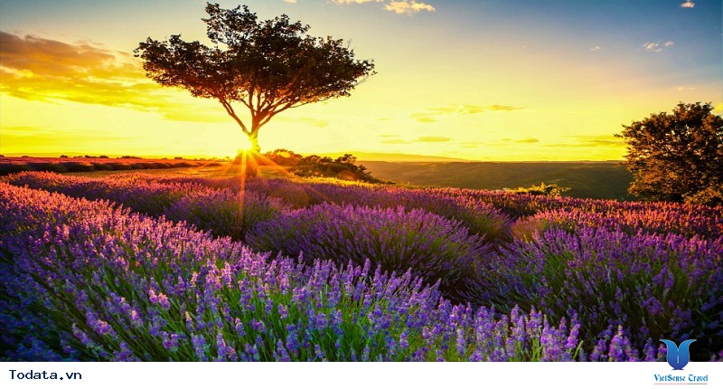 Vòng Quanh Châu Âu Chặng Pháp - Monaco - Ý - San Marino - Vatican Mùa Hoa Lavender - Ảnh 3