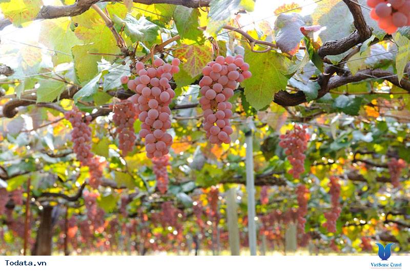 Yamanashi - Thiên Đường Trái Cây Nhật Bản - Ảnh 1 Yamanashi - Thiên Đường Trái Cây Nhật Bản - Ảnh 1