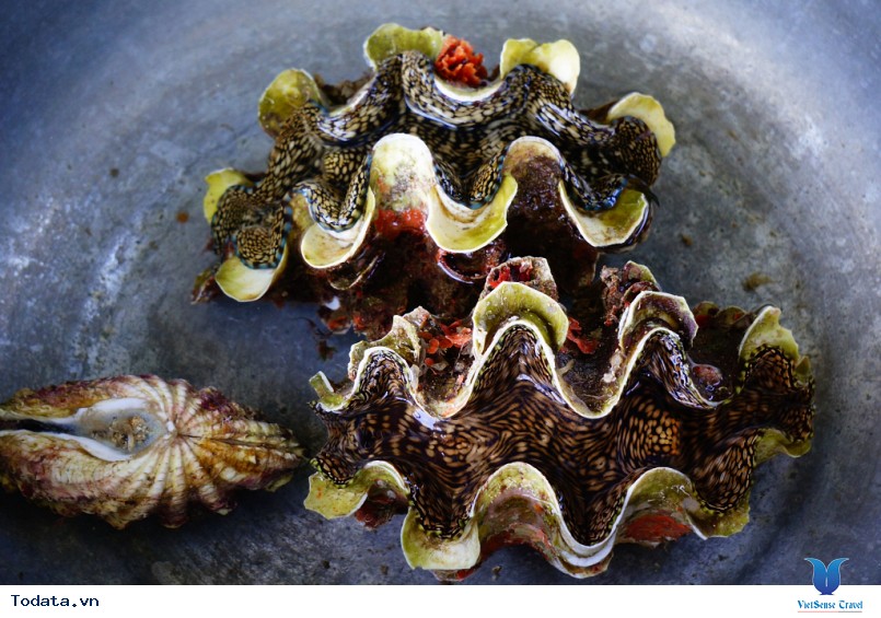 Ốc Tượng Lý Sơn Ốc Tượng Lý Sơn