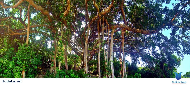 Đến bán đảo Sơn Trà thì đi đâu, xem gì - Ảnh 1 Đến bán đảo Sơn Trà thì đi đâu, xem gì - Ảnh 1