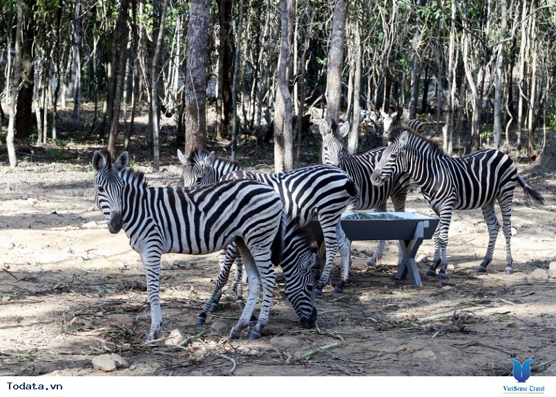 Đến Phú Quốc thăm vườn thú bán hoang dã đầu tiên tại Việt Nam - Ảnh 2 Đến Phú Quốc thăm vườn thú bán hoang dã đầu tiên tại Việt Nam - Ảnh 2