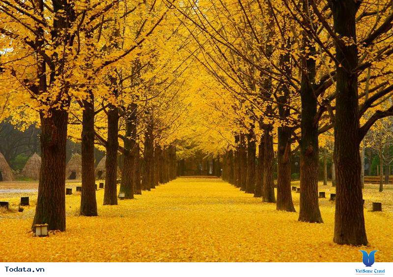 Du lịch đến Hàn Quốc khám phá Đảo Nami thiên đường của tình yêu - Ảnh 6