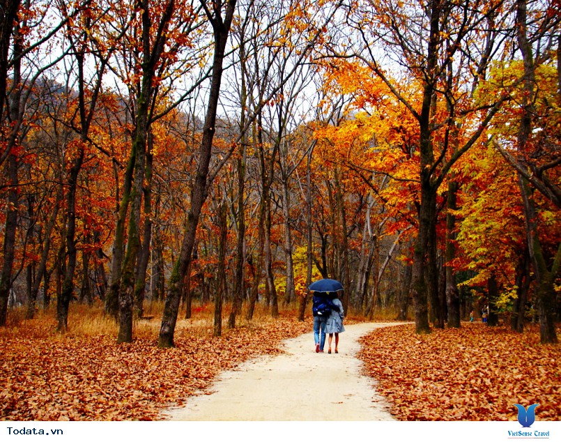 Du lịch đến Hàn Quốc khám phá Đảo Nami thiên đường của tình yêu - Ảnh 1