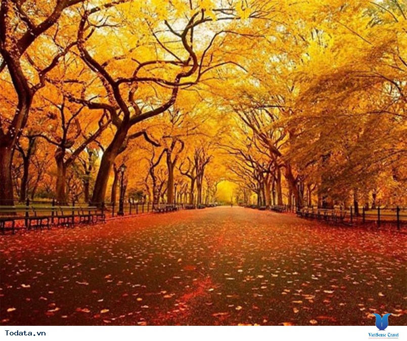 Du lịch đến Hàn Quốc khám phá Đảo Nami thiên đường của tình yêu - Ảnh 2