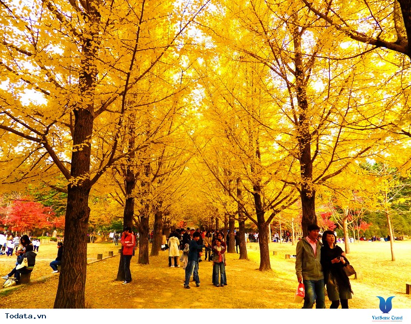 Du lịch đến Hàn Quốc khám phá Đảo Nami thiên đường của tình yêu - Ảnh 3