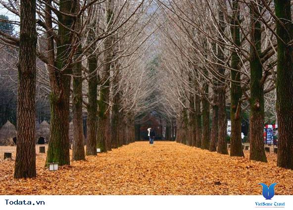 Du lịch đến Hàn Quốc khám phá Đảo Nami thiên đường của tình yêu - Ảnh 10