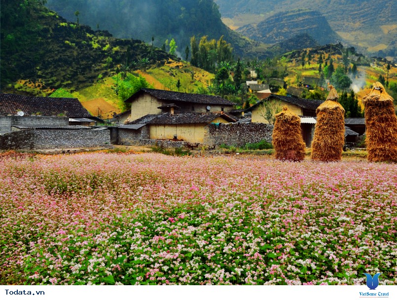 Hoa Tam Giác Mạch Hà Giang, Loài Hoa Huyền Thoại - Ảnh 2