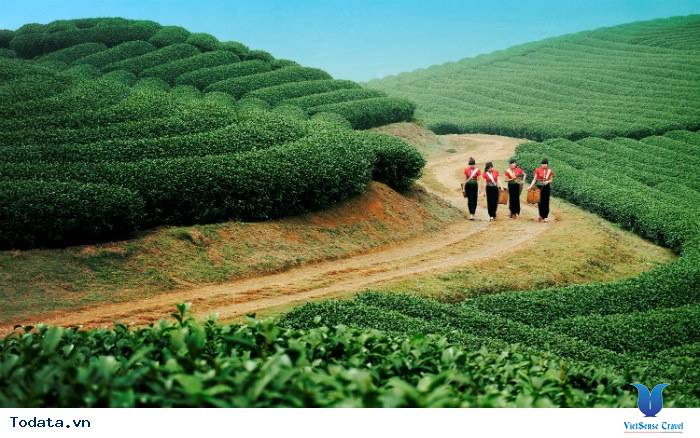 Khám phá Mộc Châu bằng 6 trải nghiệm khó quên - Ảnh 2