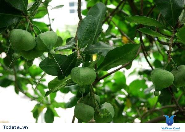 Mãn nhãn vẻ đẹp của hoa bàng vuông Lý Sơn - Ảnh 2