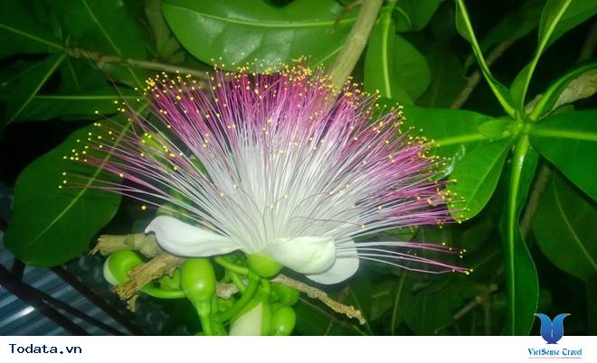 Mãn nhãn vẻ đẹp của hoa bàng vuông Lý Sơn - Ảnh 3