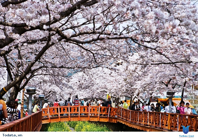 Mộng mơ khúc tình ca bốn mùa trên đảo Nami - Ảnh 4