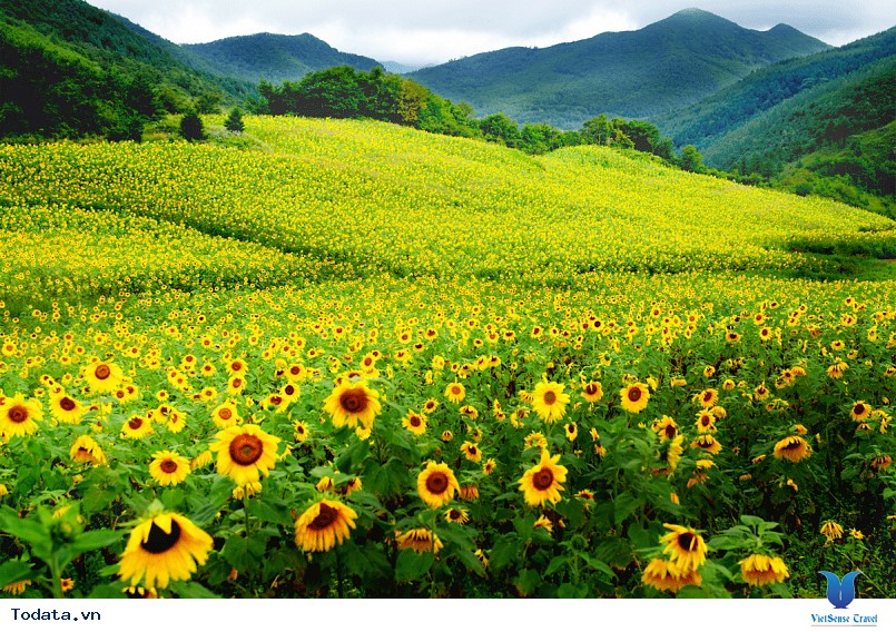 Mộng mơ khúc tình ca bốn mùa trên đảo Nami - Ảnh 8