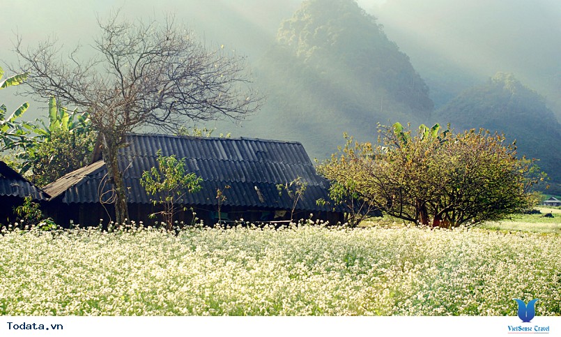 Thiên đường Mộc Châu tinh khôi trong mùa hoa cải trắng - Ảnh 4