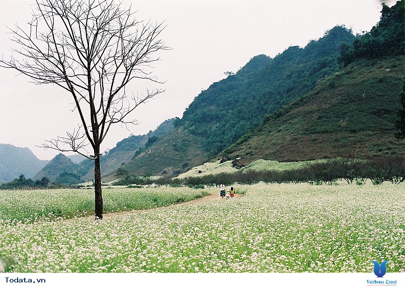 Thiên đường Mộc Châu tinh khôi trong mùa hoa cải trắng - Ảnh 3