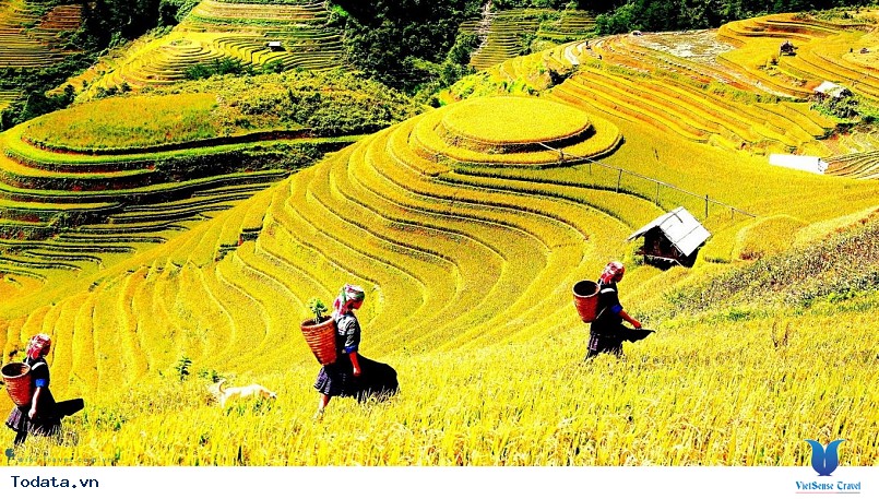 Vi vu cùng VietSense thưởng ngoạn Mù Cang Chải rực vàng trong mùa lúa chín - Ảnh 3