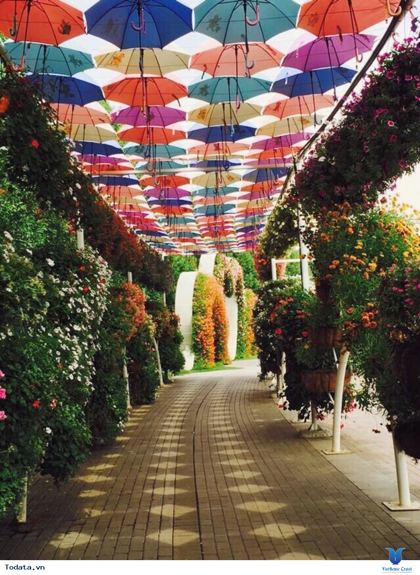 45 Triệu Đóa Hoa Giữa Sa Mạc Dubai Hình ảnh 4