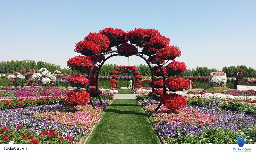 45 Triệu Đóa Hoa Giữa Sa Mạc Dubai Hình ảnh 3
