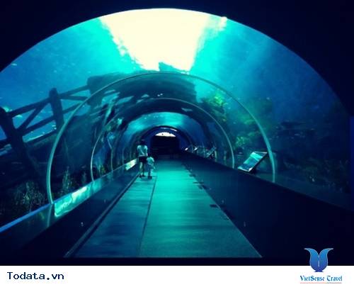 Adventure Cove Singapore với những ô cửa kính lớn nhất thế giới Hình ảnh 2