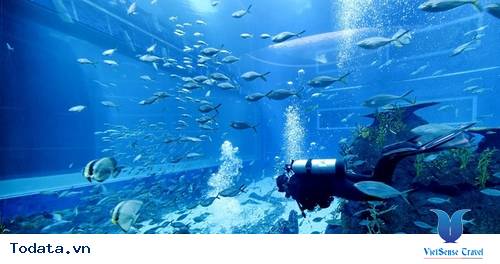 Adventure Cove Singapore với những ô cửa kính lớn nhất thế giới Hình ảnh 1