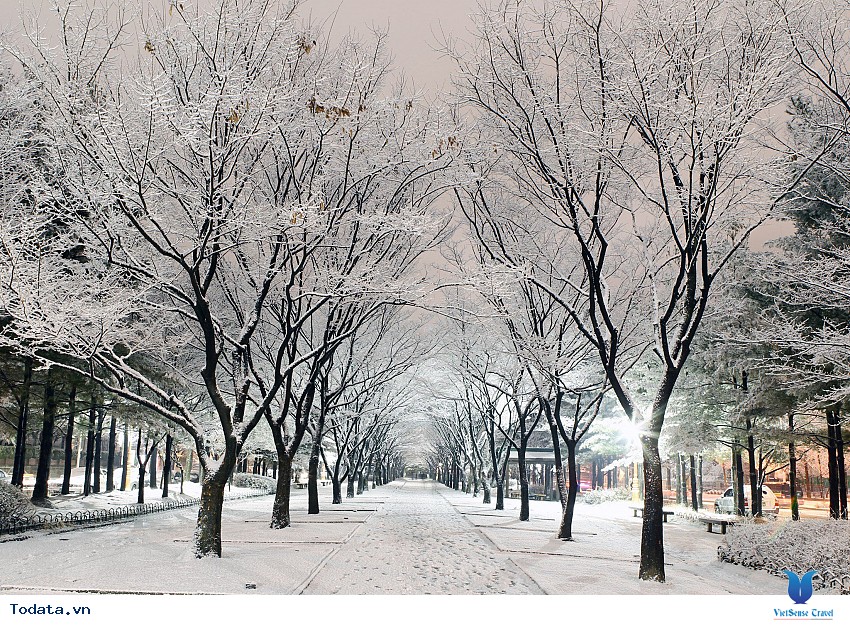 Bốn Mùa Rực Rỡ Sắc Màu Ở Nami Hình ảnh 4