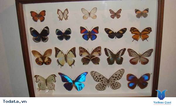 Butterfly park and Insect kingdom, vương quốc của loài bướm và côn trùng Hình ảnh 1