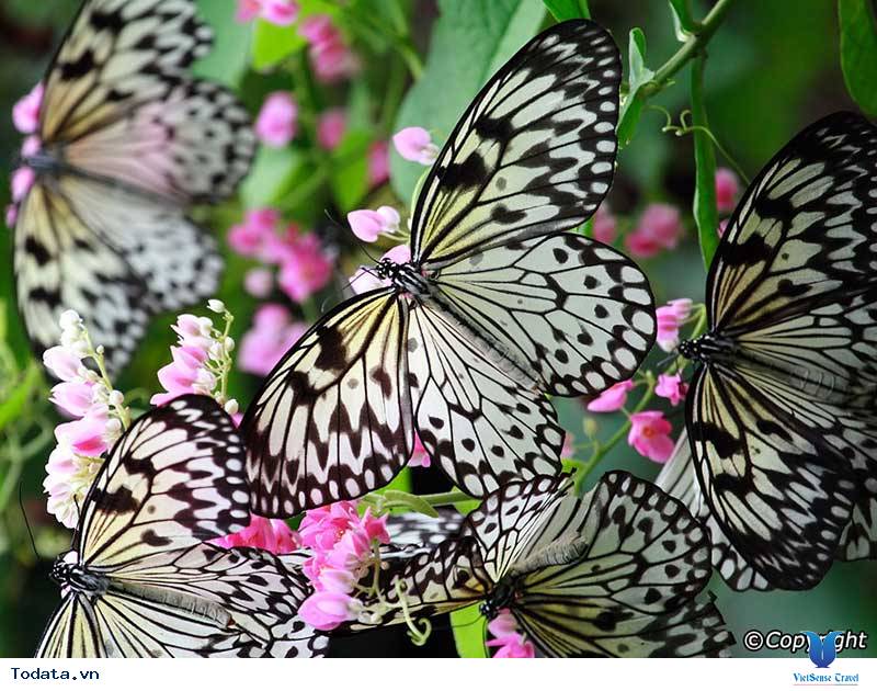 Butterfly park and Insect kingdom, vương quốc của loài bướm và côn trùng Hình ảnh 2