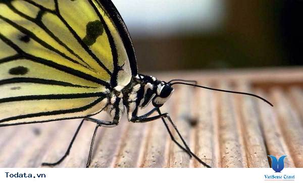 Butterfly park and Insect kingdom xinh đẹp trên đảo Sentosa Hình ảnh 2