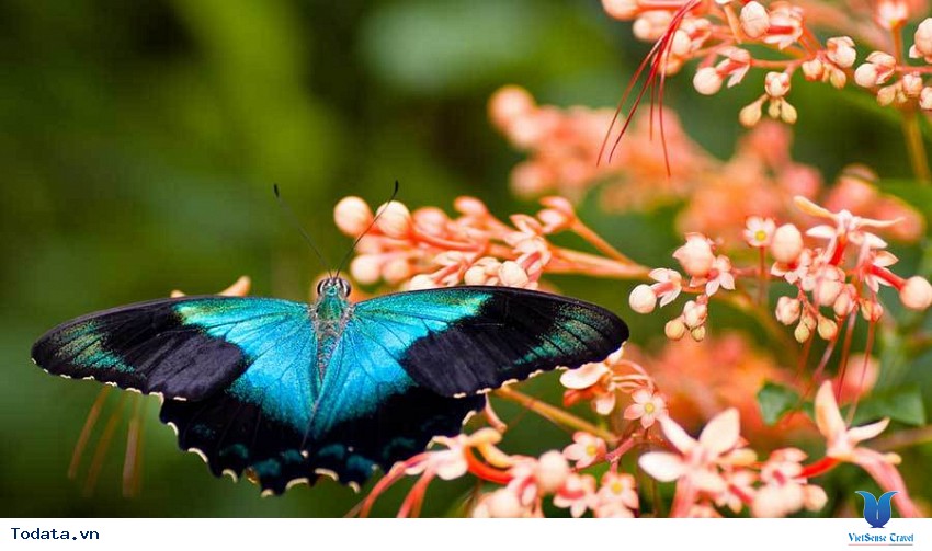 Butterfly park and Insect kingdom xinh đẹp trên đảo Sentosa Hình ảnh 3