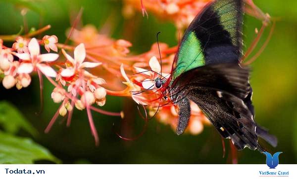 Butterfly park and Insect kingdom xinh đẹp trên đảo Sentosa Hình ảnh 1