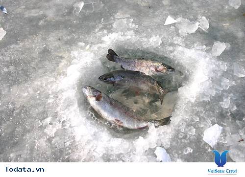 Câu cá trên dòng sông băng thú vui đặc biệt của người Nga Hình ảnh 3 Câu cá trên dòng sông băng thú vui đặc biệt của người Nga Hình ảnh 3