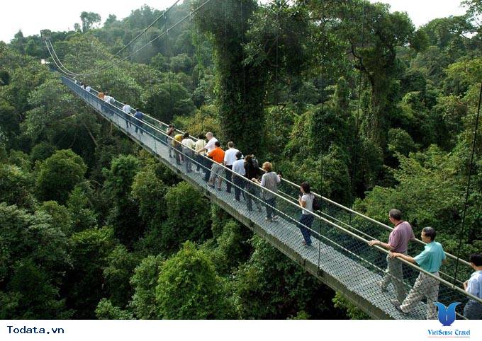 Cây cầu dài tít tắp ở MacRitchie Nature Trail & Reservoir Park Hình ảnh 3