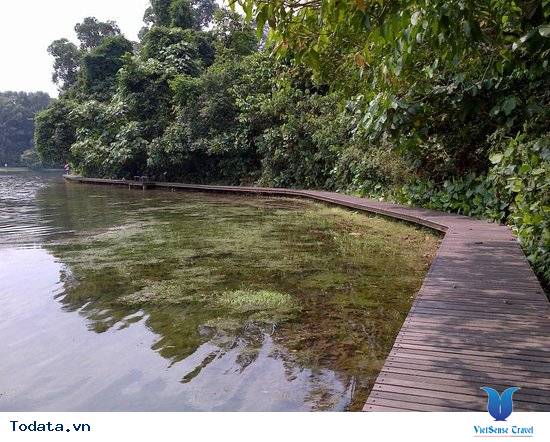 Cây cầu dài tít tắp ở MacRitchie Nature Trail & Reservoir Park Hình ảnh 2