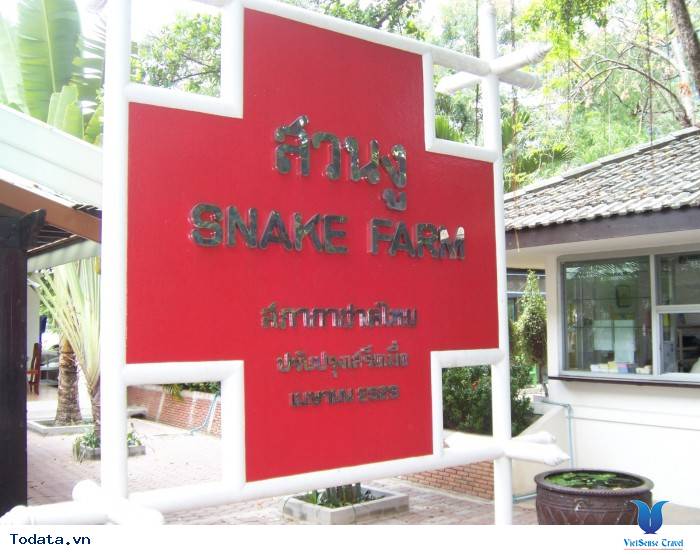Choáng ngợp với Trại Rắn Hình ảnh 1