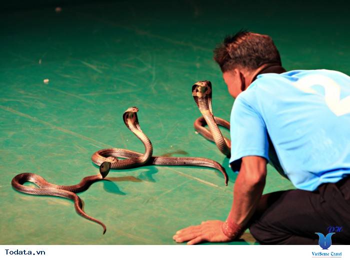 Choáng ngợp với Trại Rắn Hình ảnh 3