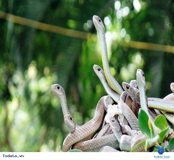 Choáng ngợp với Trại Rắn Hình ảnh 2