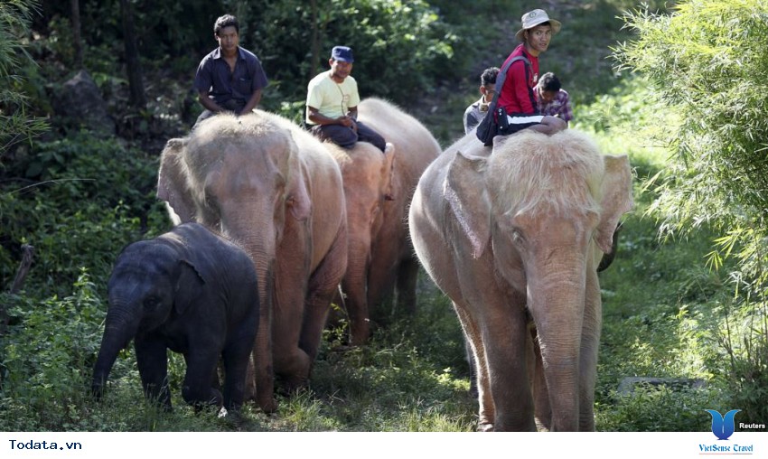 Chùa Voi Trắng Myanmar và những chú voi trắng ngoài đời thường Hình ảnh 1