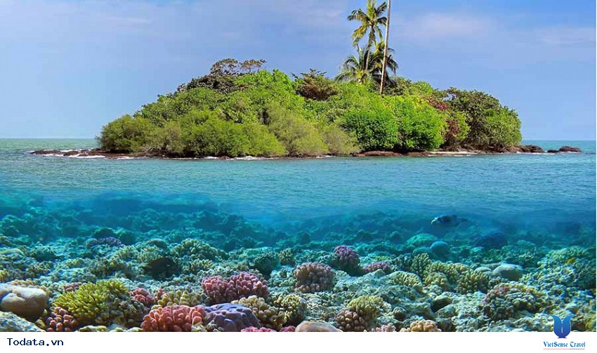 Chuyến du lịch thú vị trên đảo san hồ Coral đẹp mộng mơ Hình ảnh 2 Chuyến du lịch thú vị trên đảo san hồ Coral đẹp mộng mơ Hình ảnh 2