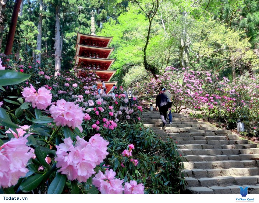 Cố Đô Nara Hình ảnh 2