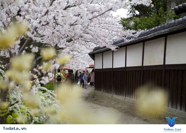 Con Đường Của Nhà Triết Học Ở Nhật Bản Hình ảnh 1