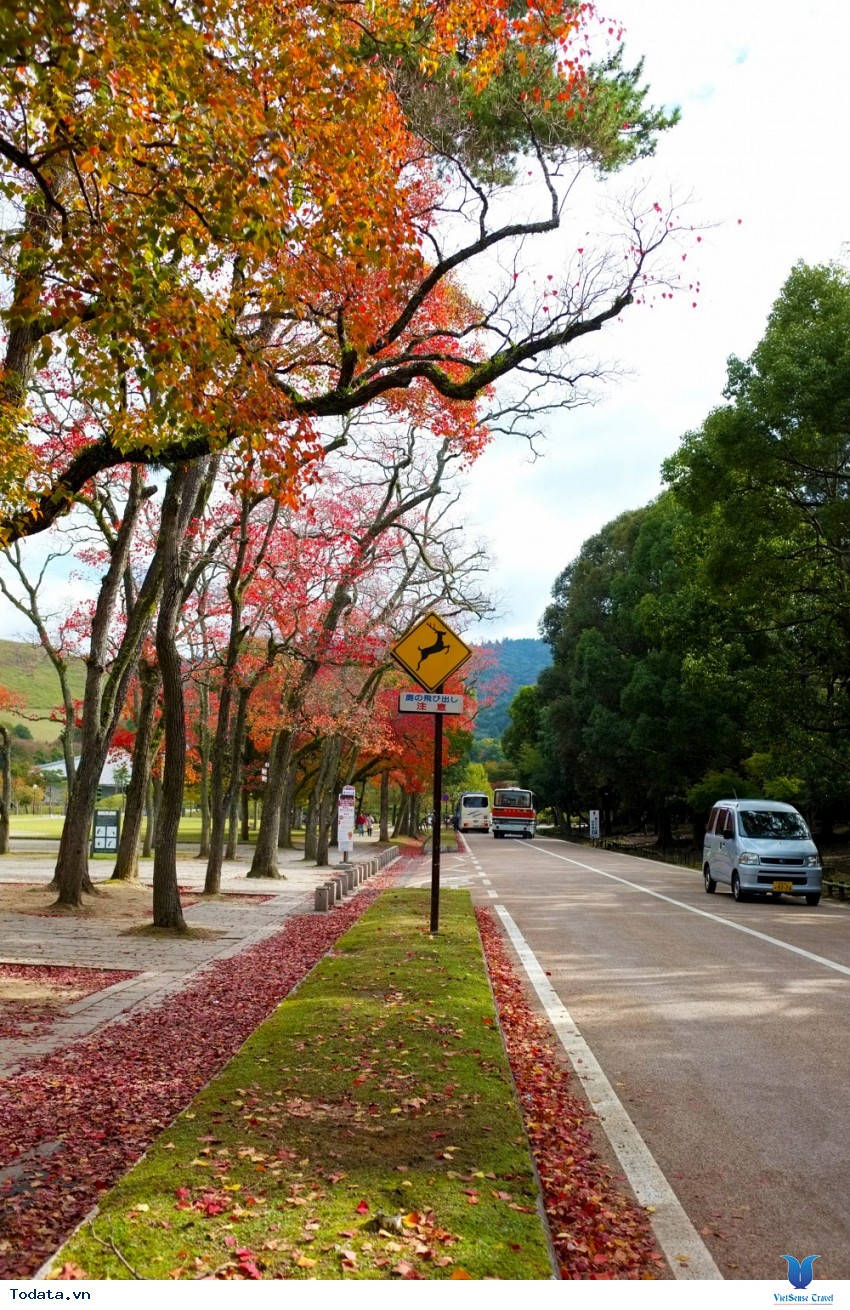 Công Viên Nara Mỗi Độ Thu Về Hình ảnh 5