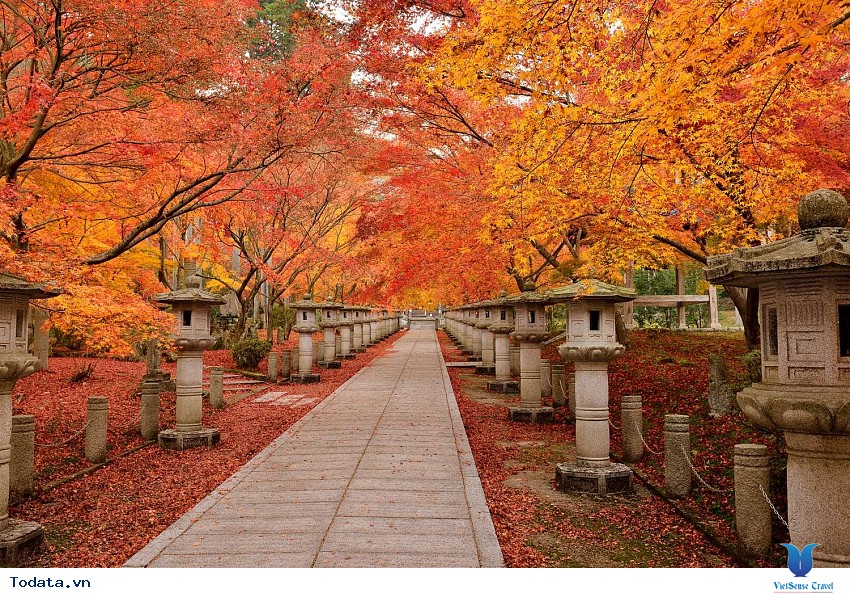 Công Viên Nara Mỗi Độ Thu Về Hình ảnh 1