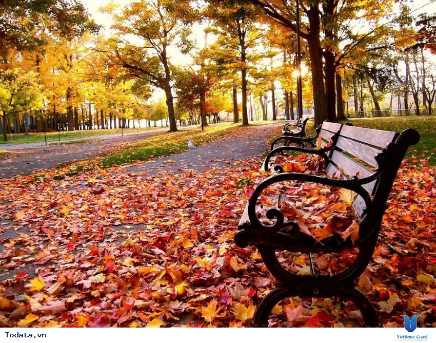 Công Viên Nara Mỗi Độ Thu Về Hình ảnh 2