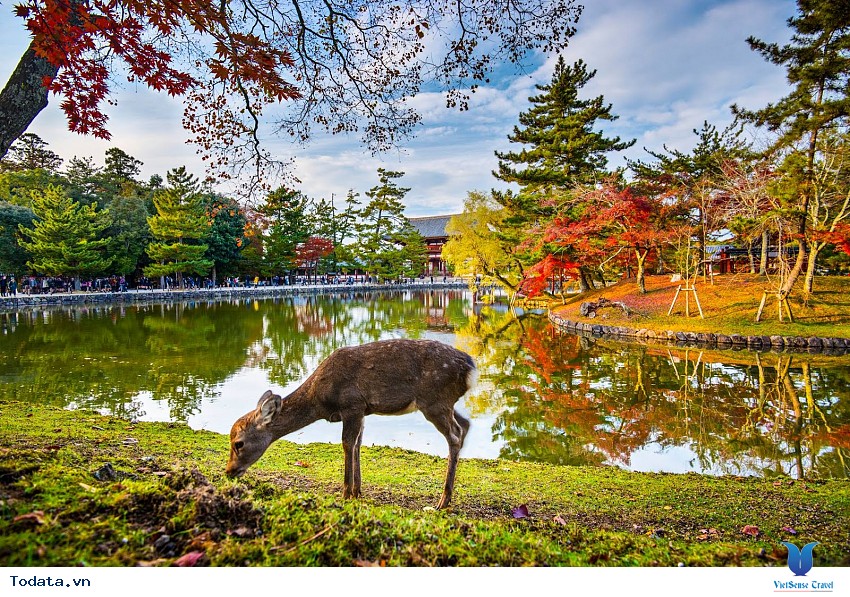 Công Viên Nara Mỗi Độ Thu Về Hình ảnh 3