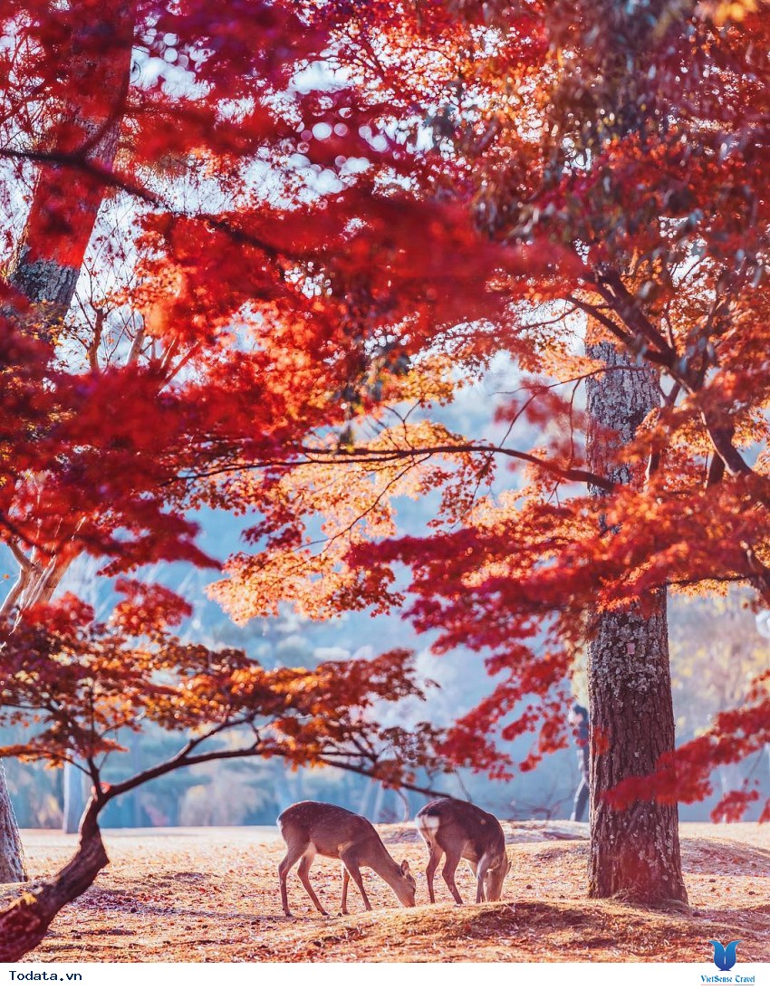 Công viên Nara Nhật Bản Hình ảnh 1