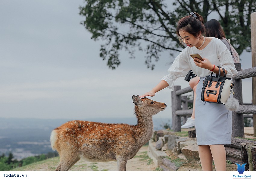 Công Viên Nara- Thiên Đường Của Hươu Sao Nhật Bản Hình ảnh 5