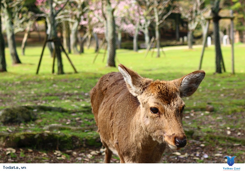 Công Viên Nara- Thiên Đường Của Hươu Sao Nhật Bản Hình ảnh 1