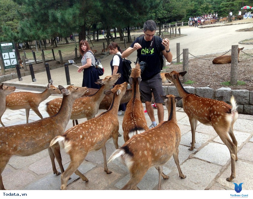 Công Viên Nara- Thiên Đường Của Hươu Sao Nhật Bản Hình ảnh 3