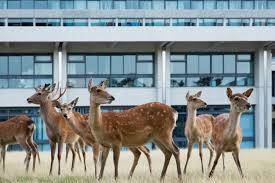 Công Viên Nara- Thiên Đường Của Hươu Sao Nhật Bản Hình ảnh 2