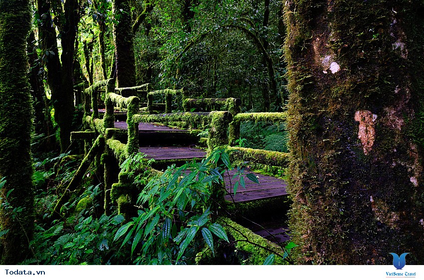 Công viên quốc gia Doi Inthanon Hình ảnh 6